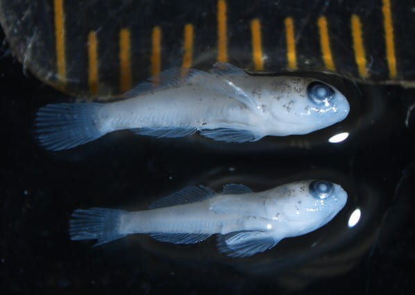Round Goby Larvae. 7 mm. United States Fish and Wildlife Service. Green Bay, WI. Adam Dziewa. 2018.