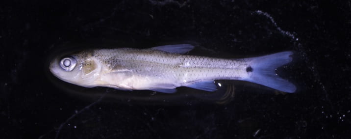 Spottail Shiner  Larval Fish Identification