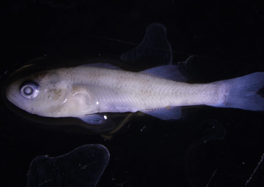 Larval Yellow Perch. 19 mm. United States Fish Wildlife Service. Green Bay Harbor, WI. Adam Dziewa.