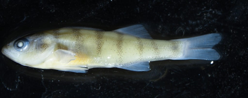 Juvenile Yellow Perch. 30 mm. United States Fish Wildlife Service. Green Bay Harbor, WI. Adam Dziewa.