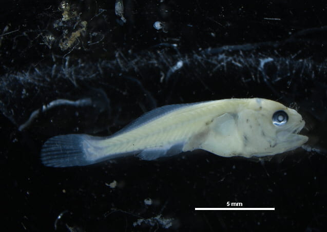 Larval Freshwater Drum. 17 mm. United States Fish Wildlife Service. Green Bay Harbor, WI. Adam Dziewa.