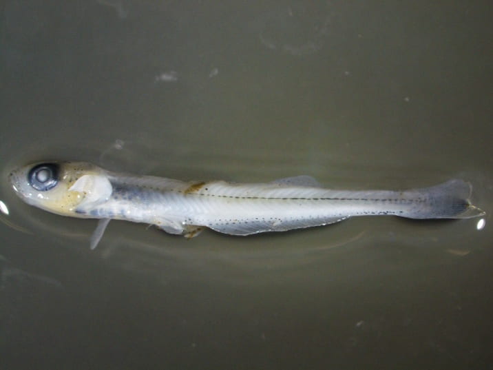 Brook Silverside  Larval Fish Identification