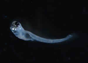 Larval Mottled Sculpin. 5 mm. United States Fish & Wildlife Service. Green Bay, Lake Michigan, WI. Marian Shaffer.