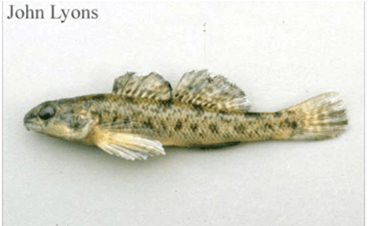 Johnny Darter  Larval Fish Identification