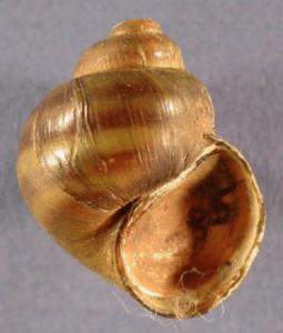Banded Mystery snail - Viviparus georgianus (Regulated/Restricted) 