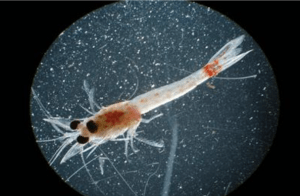 Bloody-Red Shrimp (Hemimysis anomala)  (Regulated/Prohibited) 