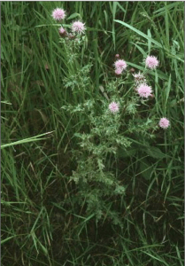 Canada Thistle - (Cirsium arvense) (Regulated/Restricted) 