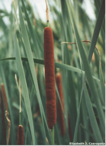 Cattail hybrid (Typha x glauca) (Regulated/Restricted) 
