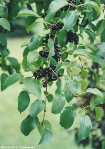 Common Buckthorn - Rhamnus cathartica (Regulated/Restricted) 