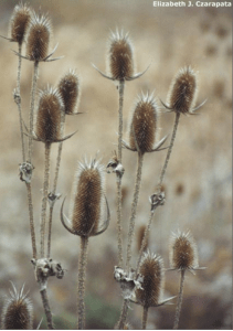 Common Teasel - Dipsacus fullonum (Regulated/Restricted) 