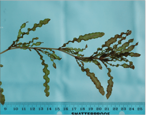 Curly-leaf pondweed (Potamogeton crispus)  (Regulated/Restricted) 