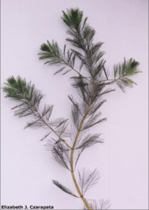 Eurasian water-milfoil (Myriophyllum spicatum) (Regulated/Restricted) 