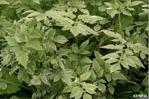 Java Waterdropwort or Vietnamese parsley (Oenanthe javanica) (Regulated/Prohibited) KENPAI/DNR 