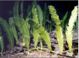 Killer Algae - Caulerpa taxifolia (Regulated/Prohibited) Rachel Woodfield - Merkel & Associates, Inc. , USDA, DNR 