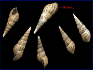 Malaysian Trumpet Snail - Melanoides tuberculatus (Regulated/Prohibited) Bill Frank (FL), USGS, DNR  