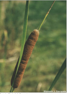 Narrow-leaf Cattail – Typha angustifolia (Regulated/Restricted) Elizabeth J. Czarapata, DNR 