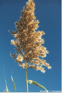 Non-native Phragmites or Common reed (Phragmites australis) (Regulated/Prohibited & Restricted) Elizabeth J. Czarapata, DNR 