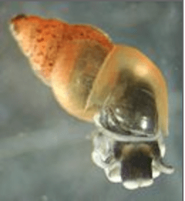 New Zealand Mudsnail - Potamopyrgus antipodarum (Regulated/Prohibited) DNR 
