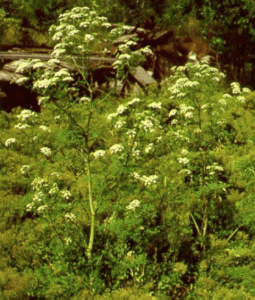 Poison Hemlock - (Conium maculatum) (Regulated/Prohibited & Restricted) DNR 