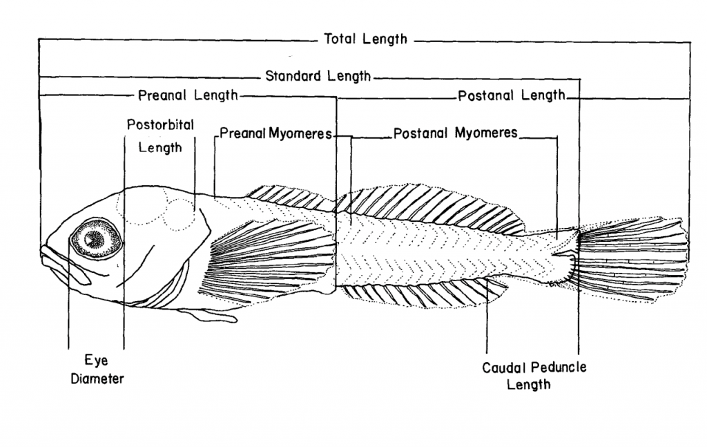 Illustration of a Teleost Larvae’s Morphology (Auer 1982)