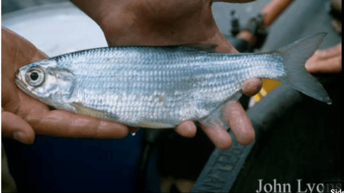 Mooneye  Larval Fish Identification