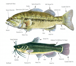 Physical Characteristics of Freshwater Fish in Wisconsin (WIDNR) 
