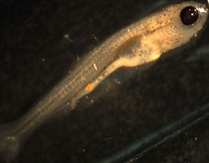 Hypophthalmichthys nobilis, big head carp. Larva right side view, 10.03mm. Adults captured on Missouri River; spawned and raised in lab. Stacey Ireland, USGS Great Lakes Science Center 2013. EPRI
