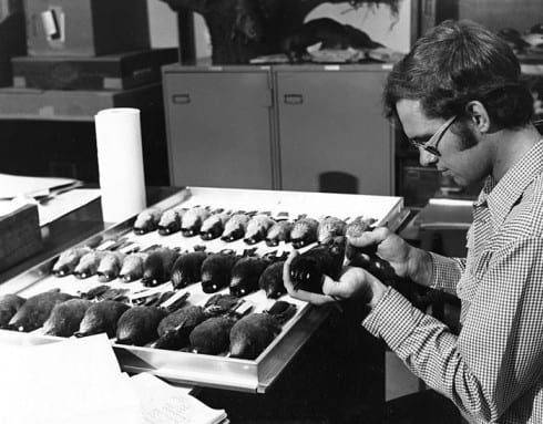 Photo Memory 25 - Man taking measurements of a stuffed bird specimen in the Richter Collection