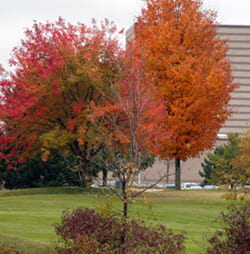 Shorewood Golf Course fall colors