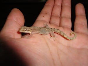 House gecko in the palm of a hand