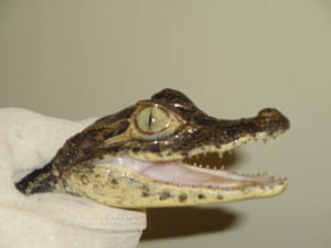 Spectacled caiman head close-up