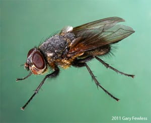 Cluster Fly (Phormia rudis). Photo by Gary Fewless.