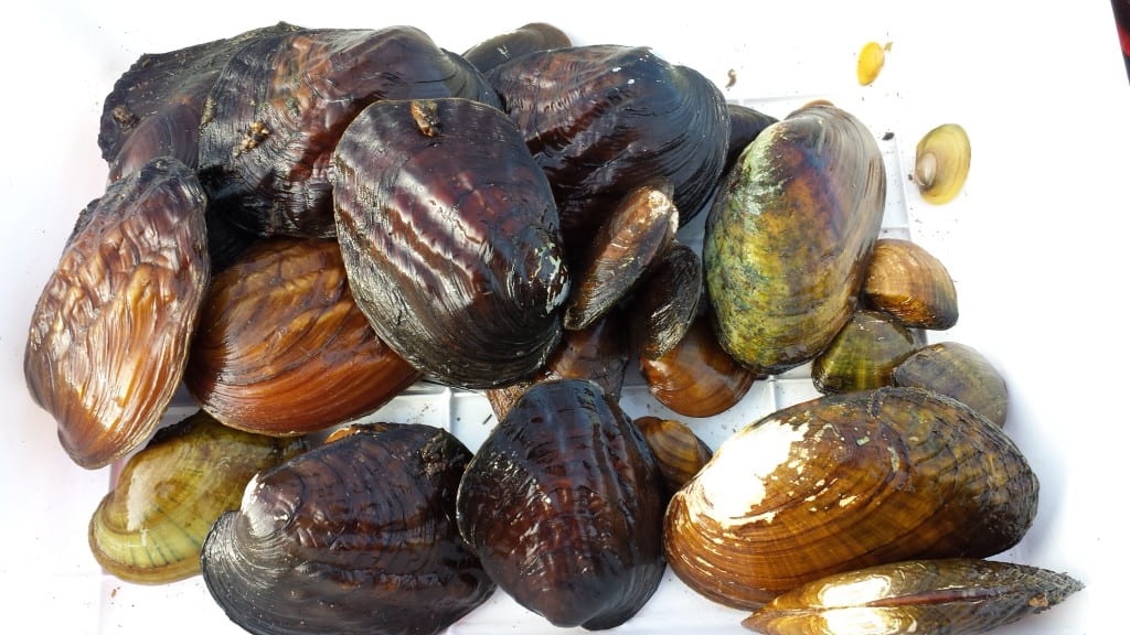Freshwater Mussels from the Oconto River.