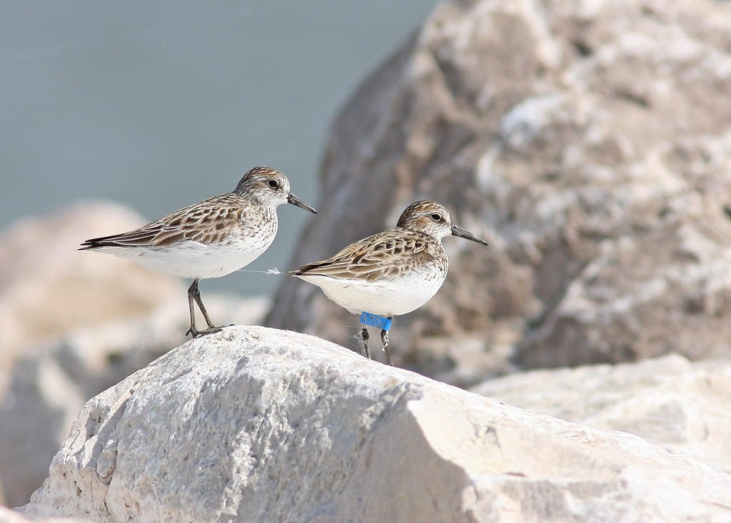 Semipamated Sandpiper photo by Tom Prestby