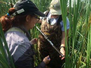 Dr. Lisa Grubisha (left) and UW - Green Bay senior Kathi Arnold collect soil cores.