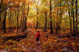 bright-fall-colors-hiking-trail